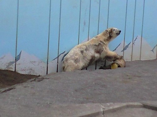 クルミの穴掘り・・・妊娠の兆候？