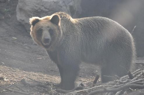 １１月６日　エゾヒグマのカステラ君