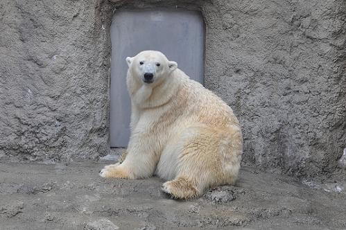 サツキ 19歳になりました!