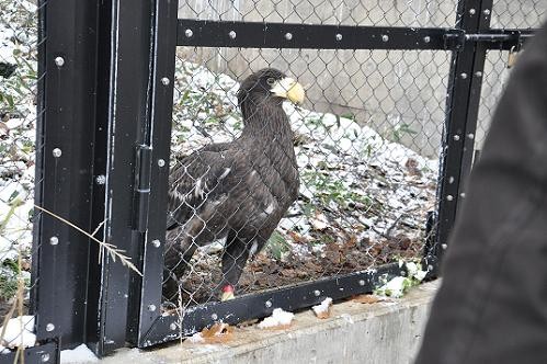 11月15日 ほっきょくぐま館