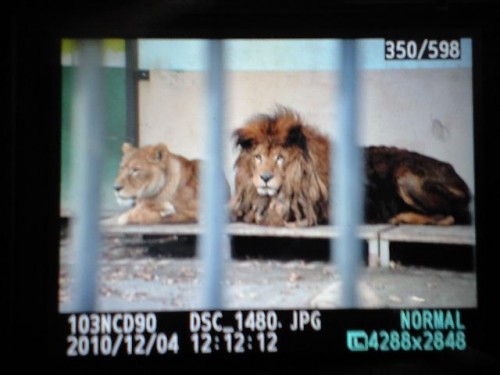 ライオンのエルザとドラゴン