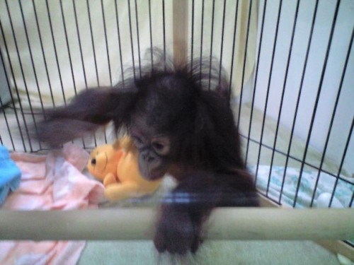 ハヤトの叔母さん？(写真追加)