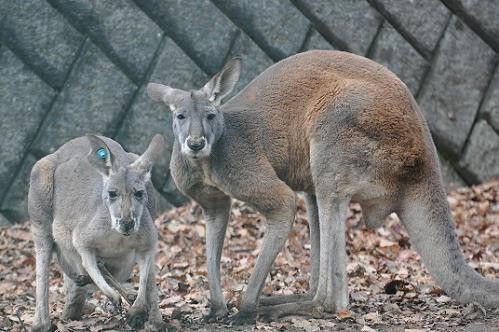 １２月４日　帯広のカンガルー