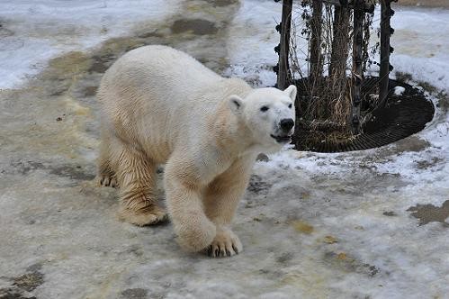 12月11日 旭山動物園 イワン