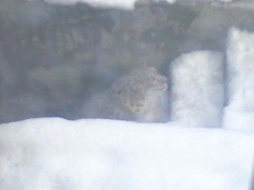 ヤマト出ました