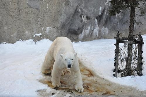 12月27日 ホッキョクグマのイワン