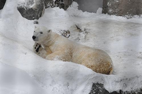 1月7日 旭山動物園 サツキの展示再開