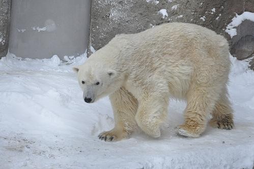 1月7日 旭山動物園 サツキのゴロゴロ