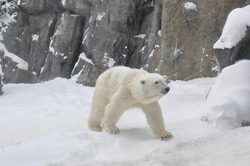 1月7日 旭山動物園 イワン・・・サツキから逃げる?!