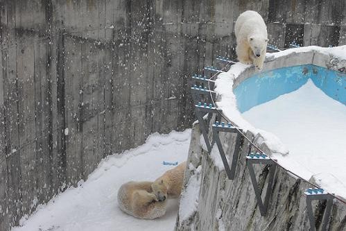ホットキーワード・・・円山動物園 イコロ キロル