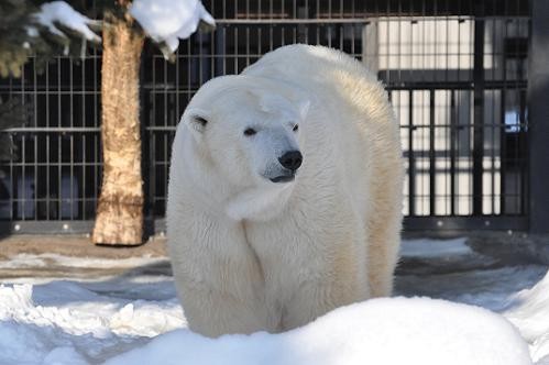 1月20日 旭山動物園 ホッキョクグマ ルル