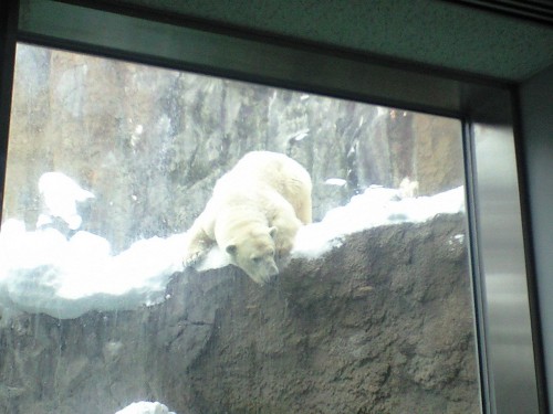 プールに入りそうで入らないサツキ