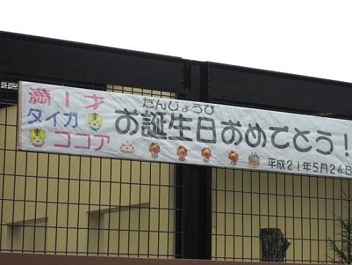 ２００９年５月２４日　タイガとココア　満１歳のお誕生日会