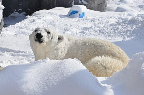 ２月８日　サツキ、ひとりが気楽？