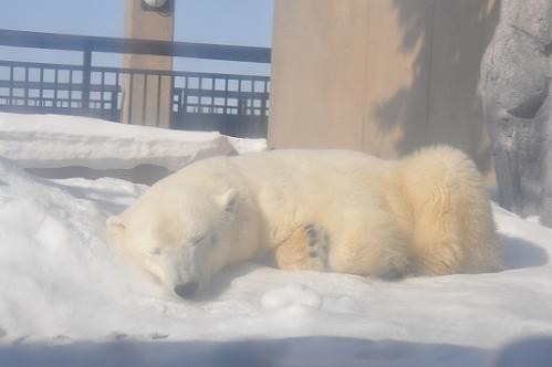 サツキ、旭山へ移動して１年が過ぎました