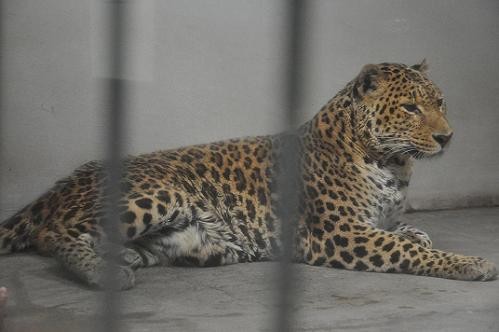 訃報　ヒョウの安佐太郎