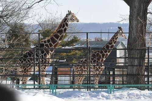 ２月２０日　アミメキリン　ムサシとリボン