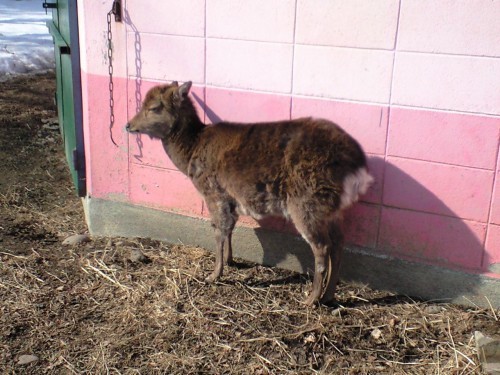 今のピーちゃん