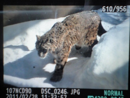 今日のゴルビー