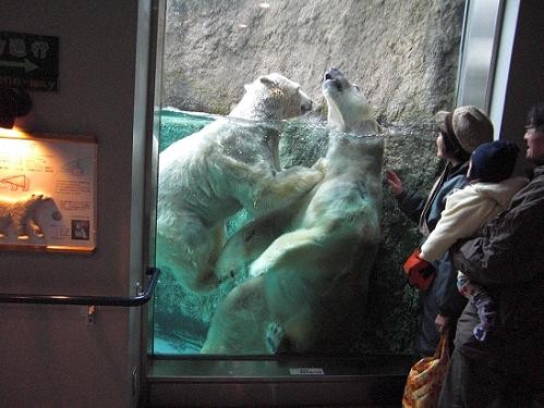 旭山動物園　ホッキョクグマのイワンとルルのじゃれあい