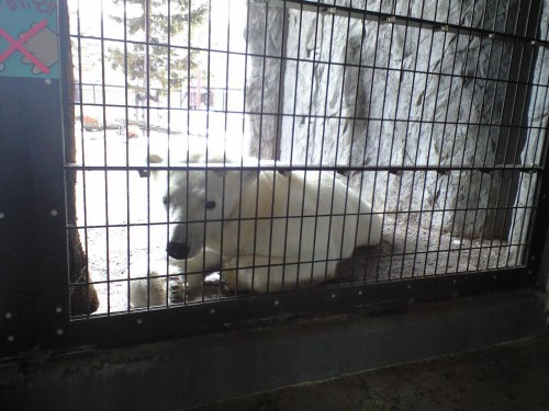 ピリカのお昼寝