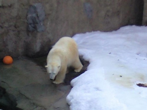 プールに入りそうで入らないルル