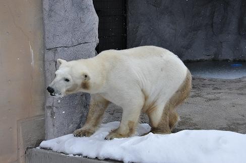 ３月５日　ピリカが旭山動物園へ移動後、初めて放飼場に・・・