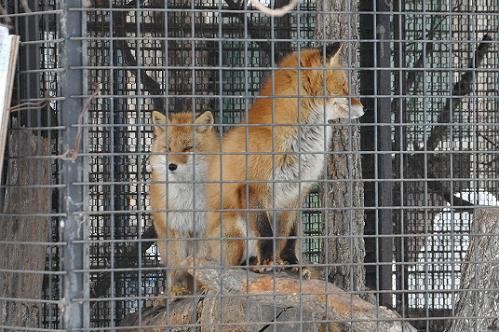 ３月１３日　旭山動物園のキタキツネ