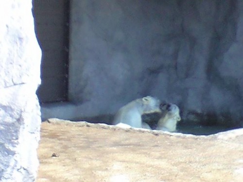 仲良くプール遊び