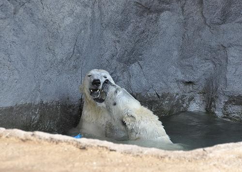 3月26日 サツキとピリカのプール遊び1