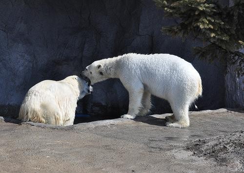 3月26日 サツキとピリカのオモチャ遊び