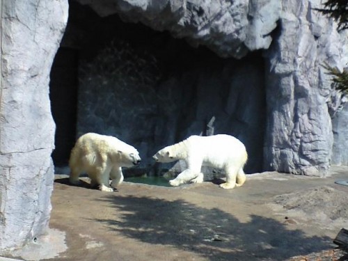 イワンとルルは頑張り、サツキとピリカは仲良し