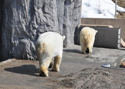 3月26日 お取り込み中のサツキ・・・と、ピリカ