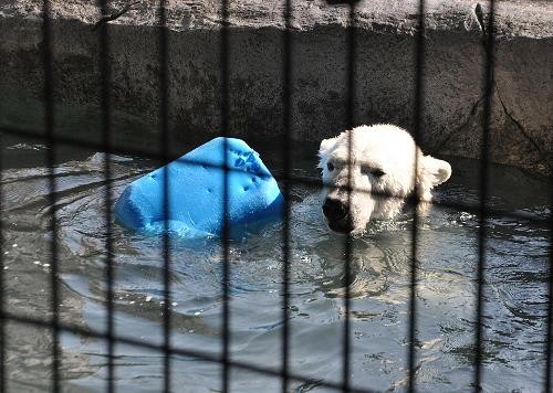 4月1日 プールで遊ぶピリカ