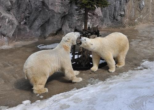 4月3日 イワンとルルのガウガウ イワンのフォッ 逃げるルル