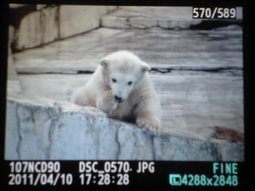 ４月１０日　ララの赤ちゃん