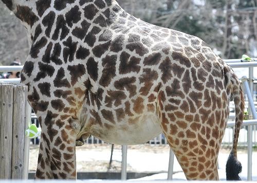 ナナコさん、比較してみました