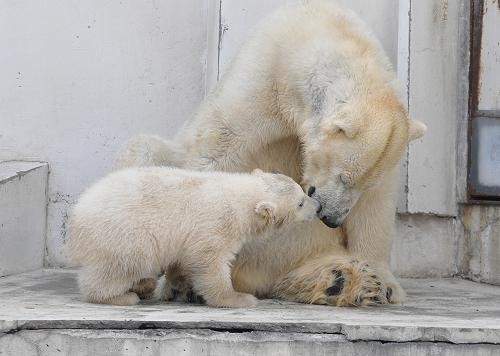 4月10日 元気な赤ちゃんとお疲れ気味のララ