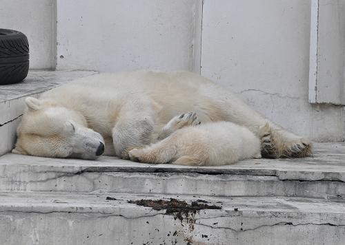 4月10日 やっぱりママは眠い 子グマはママの足が気になる