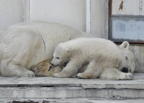 4月11日 円山動物園 この日もララは眠そうでした