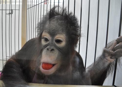 ３月２０日　釧路市動物園のオランウータンと仲間達