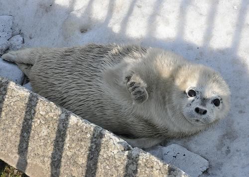 ４月１１日　おたる水族館　ゴマフアザラシの赤ちゃん３頭