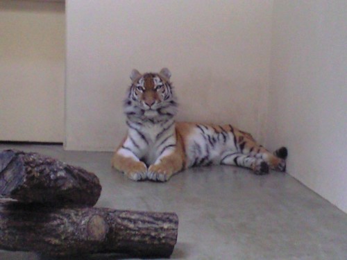 お澄まし顔のココア