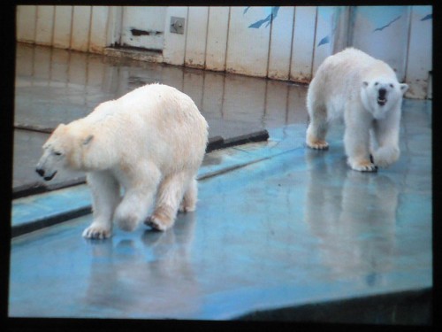 明日はクルミを送る会