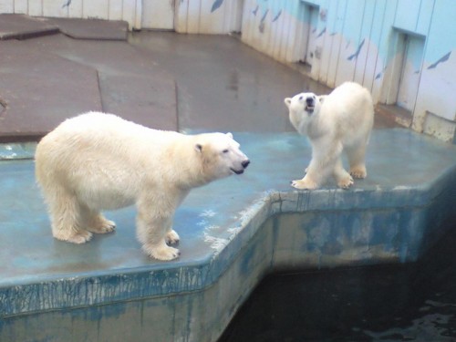 今のクルミとツヨシ