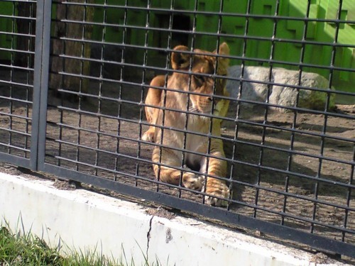 １５時から猛獣舎のパクパクタイムなんですが・・・