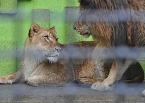 ４月２３日　釧路市動物園　浮き玉で遊ぶゆうき