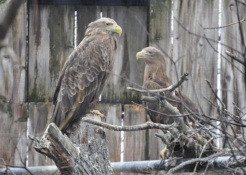 ４月２３日　釧路市動物園の仲間達