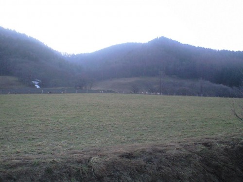 今日はエゾシカが多かったです