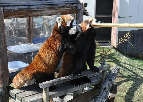 ４月２４日　釧路市動物園　レッサーパンダのパクパクタイム